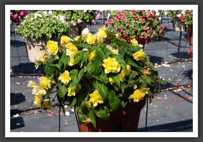 Begonia Panorama Yellow_6199