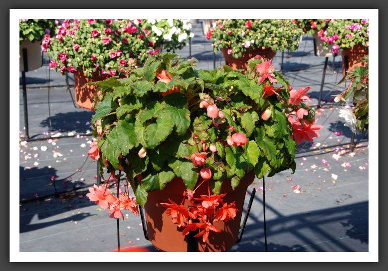 Begonia Illumination Salmon Pink_6200
