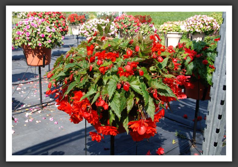 Begonia Illumination Orange _6202