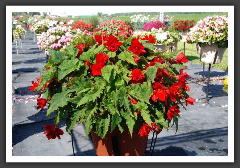 Begonia Illumination Scarlet_6204