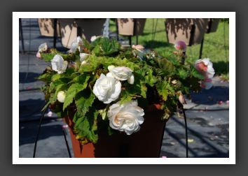 Begonia Go-Go Appleblossom_6206