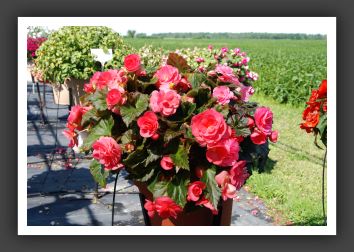Begonia Go-Go Rose_6207