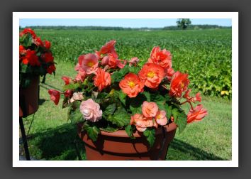 Begonia Go-Go Salmon_6209