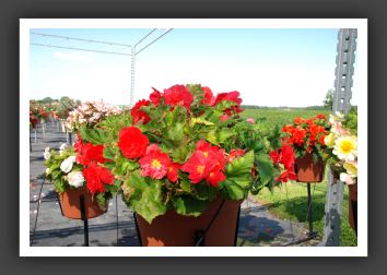 Begonia Go-Go Cherry_6211