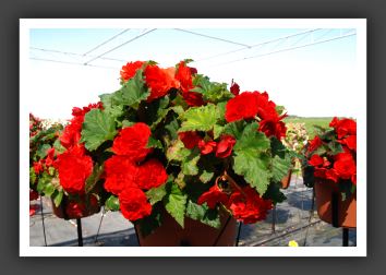 Begonia Go-Go Scarlet_6214