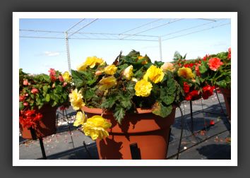 Begonia Non Stop Mocca Yellow_6217