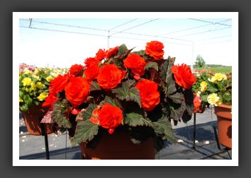 Begonia Non Stop Mocca Deep Orange_6218