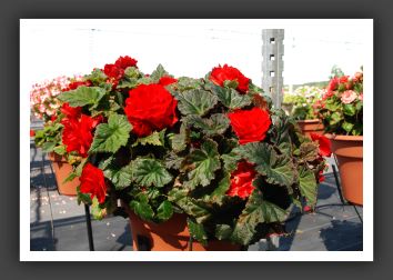 Begonia Non Stop Mocca Scarlet_6222