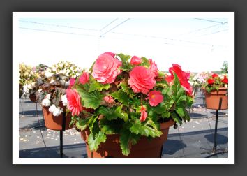 Begonia Non Stop Pink_6223