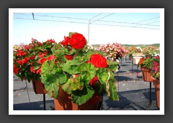 Begonia Non Stop Deep Red_6224