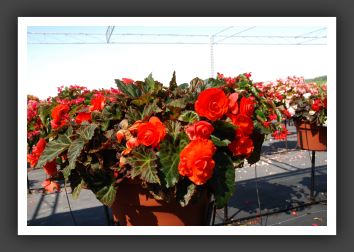 Begonia Non Stop Mocca Orange_6225
