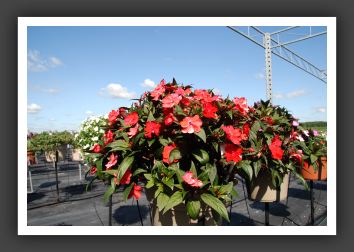 Impatiens SunPatiens Vigorous Red_6118