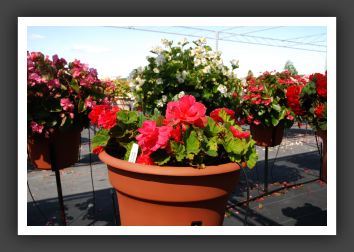 Begonia Non Stop Bright Rose_6227