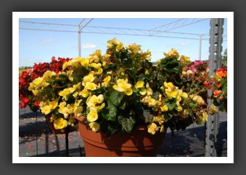 Begonia Blitz_6229