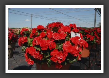 Begonia Belona_6234
