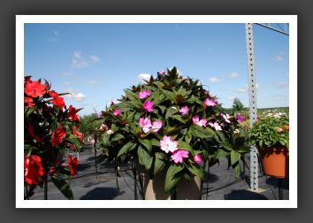 Impatiens SunPatiens Vigorous Lavender_6119