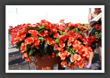 Begonia Brigette_6238