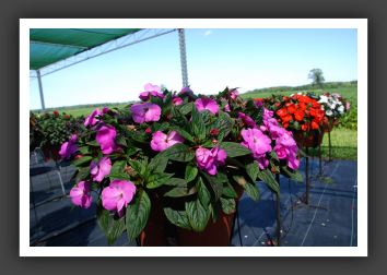 Impatiens New Guinea Celebration Lavender Glow_6248