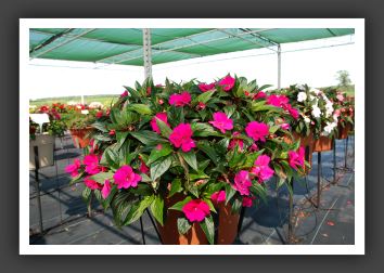 Impatiens New Guinea Riveriera Blue Imp_6252