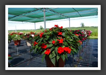 Impatiens New Guinea Riveriera Bright Red_6253