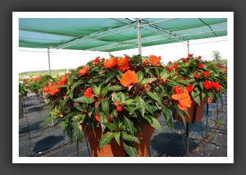 Impatiens New Guinea Riveriera Orange_6254