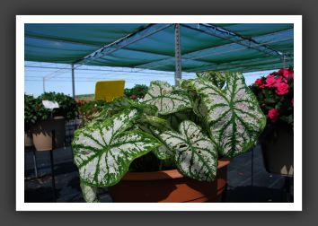 Caladium_6259