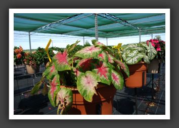 Caladium_6260