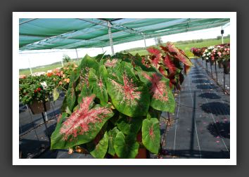 Caladium_6262