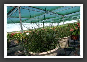 Juncus Spirales_6263