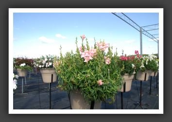 Snapdragon Arrow Pink_6122