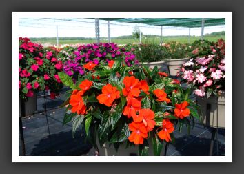 Impatiens New Guinea Sonic Orange 08_6272