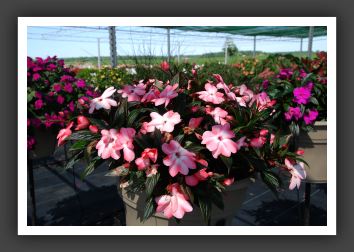 Impatiens New Guinea Sonic Salmon Ice 07_6273