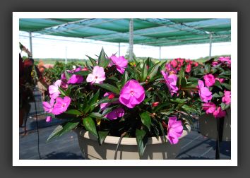 Impatiens New Guinea Pure Beauty Lavender _6277