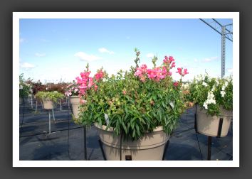 Snapdragon Arrow Exp. Rose_6123