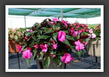 Impatiens New Guinea Pure Beauty Fuchsia_6278