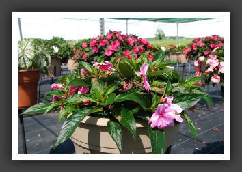 Impatiens New Guinea Sonic Magic Pink_6279