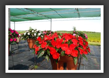 Impatiens New Guinea Celebrette Red_6286