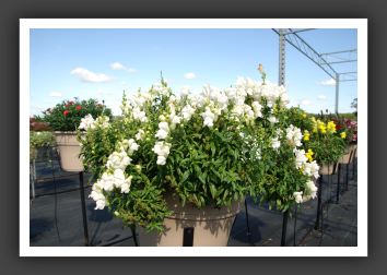 Snapdragon Arrow White_6124