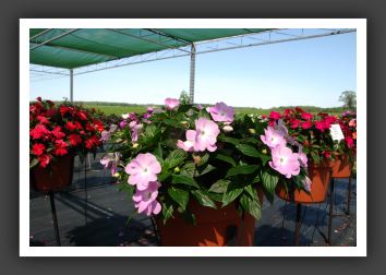 Impatiens New Guinea Celebrette Icy Blue_6289