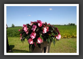 Impatiens New Guinea Infinity Pink_6295