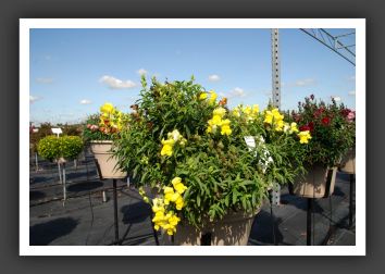 Snapdragon Arrow Yellow_6125