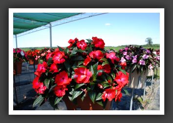 Impatiens New Guinea Infinity Cherry Red_6299