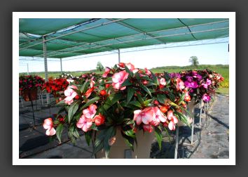 Impatiens New Guinea Infinity Orange Picotee_6304