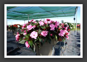 Impatiens New Guinea Paradise Light Pink_6307