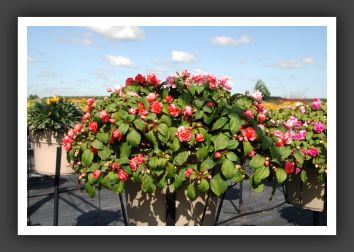 Impatiens Silhouette Orange Star_6108