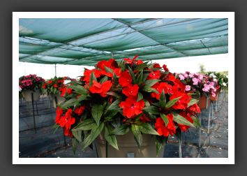 Impatiens New Guinea Paradise Bright Red_6308
