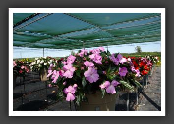 Impatiens New Guinea Super Sonic Lavender 08_6309
