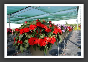 Impatiens New Guinea Super Sonic Red 08_6310