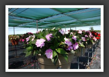 Impatiens New Guinea Paradise Light Lavender_6312
