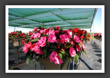 Impatiens New Guinea Paradise Deep Pink_6315